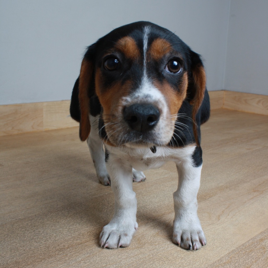 Rufus Firefly D64643