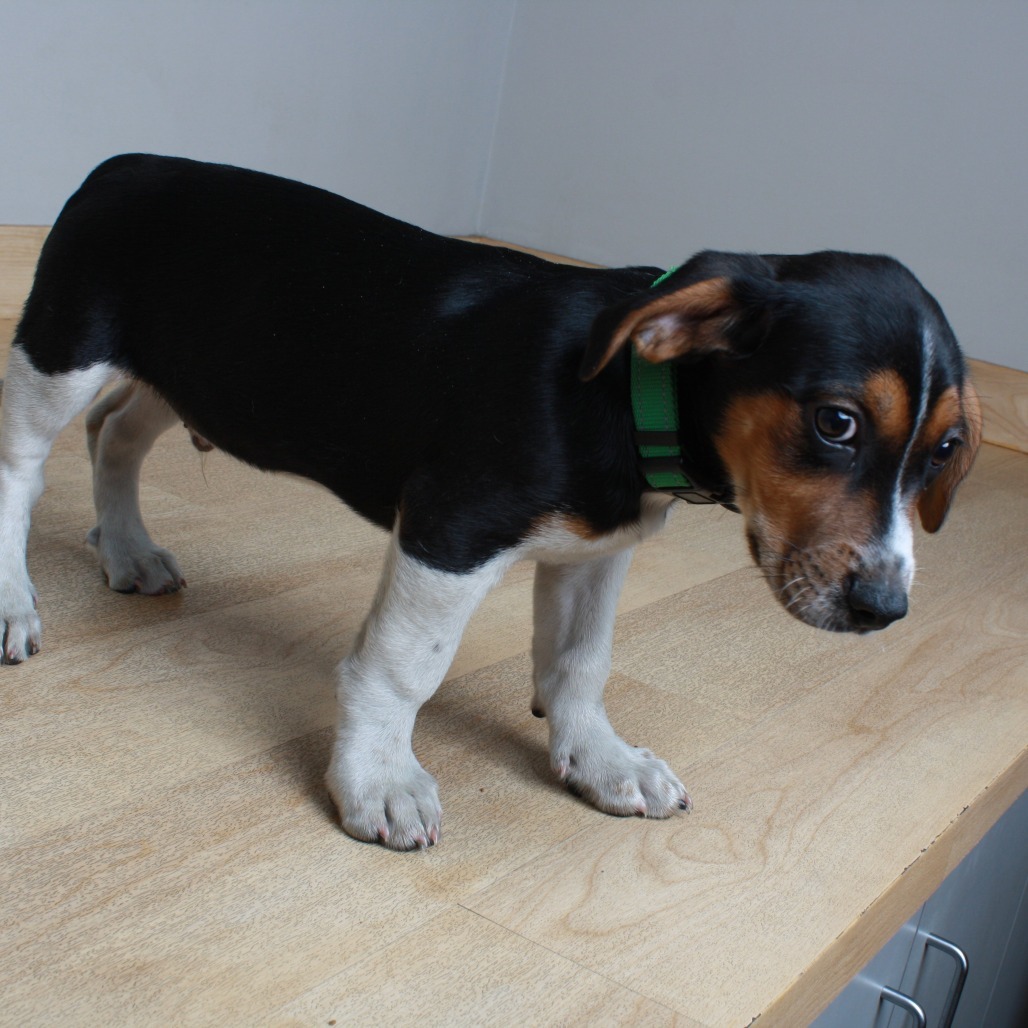 Rufus Firefly D64643
