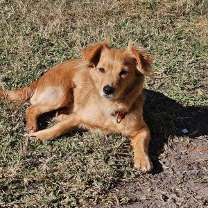 Meet Snacks She came to us with severe dog bite wounds that are healed now but she is isnt a