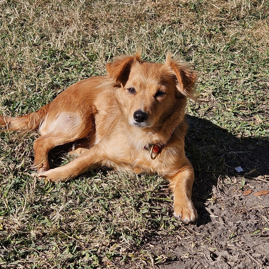 Snacks, an adoptable Chihuahua, Spaniel in Houston, TX, 77008 | Photo Image 1