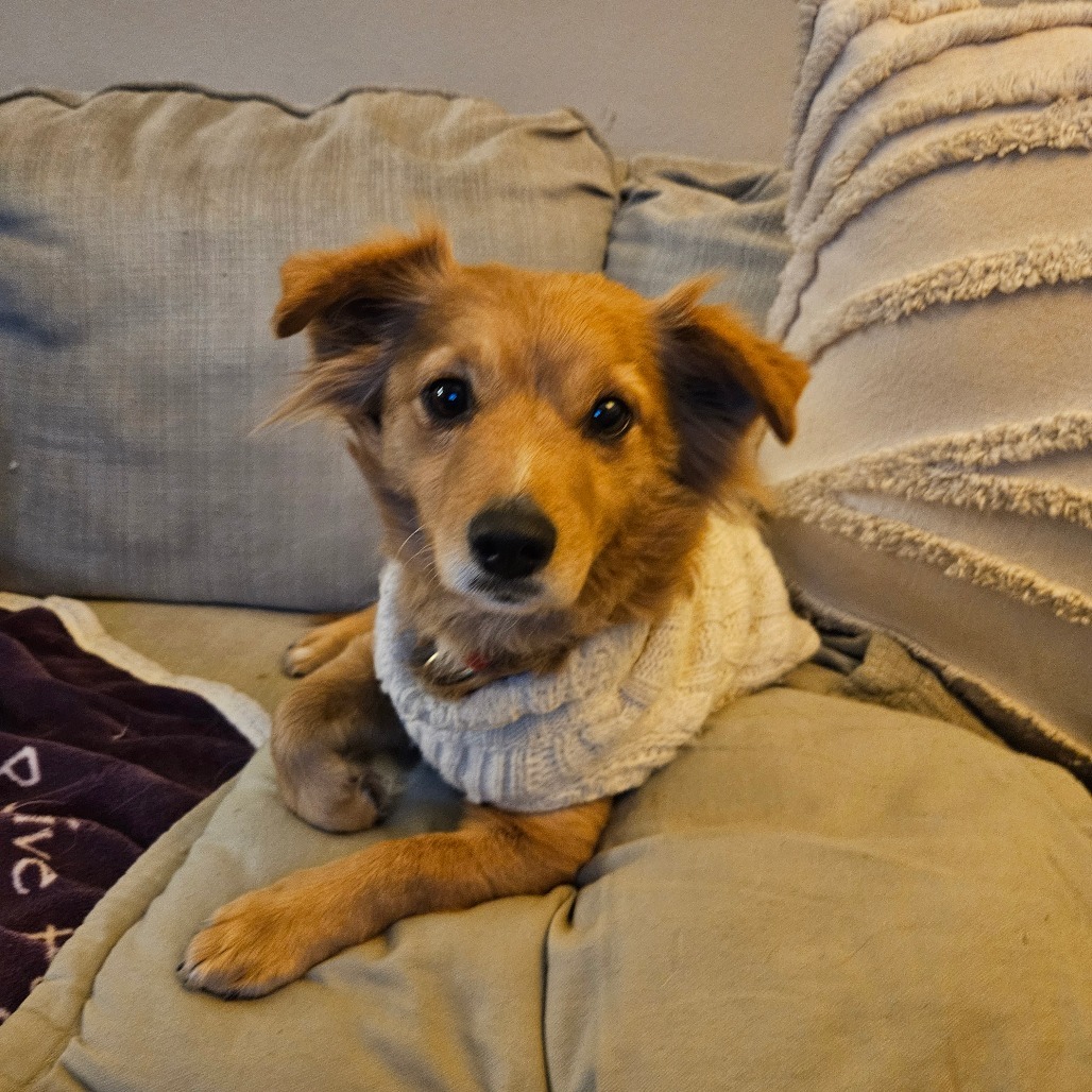 Snacks, an adoptable Chihuahua, Spaniel in Houston, TX, 77008 | Photo Image 2