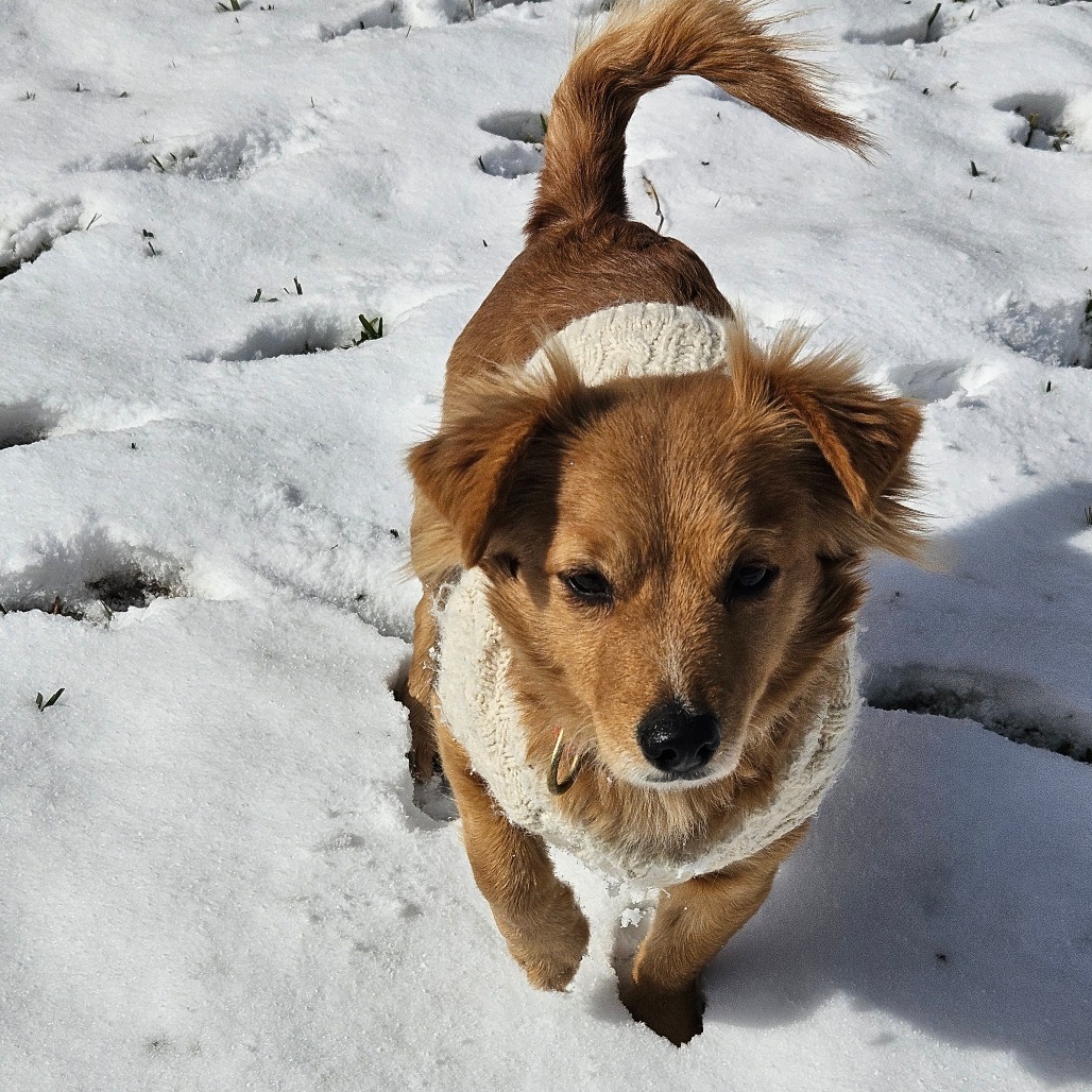 Snacks, an adoptable Chihuahua, Spaniel in Houston, TX, 77008 | Photo Image 3