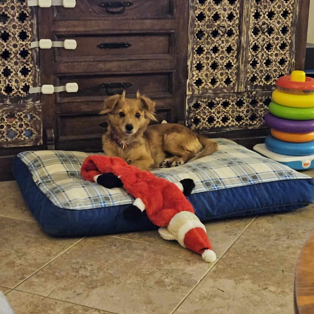 Snacks, an adoptable Chihuahua, Spaniel in Houston, TX, 77008 | Photo Image 4