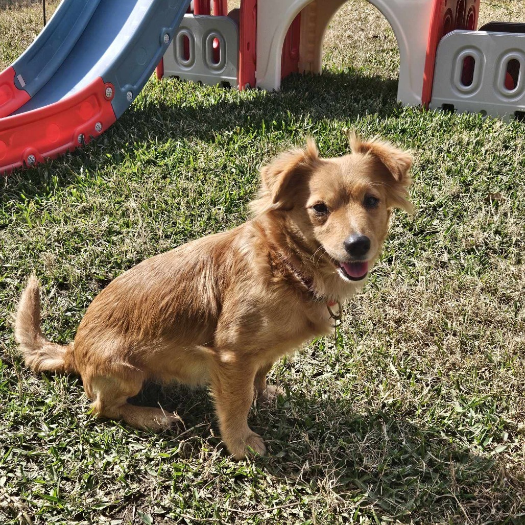 Snacks, an adoptable Chihuahua, Spaniel in Houston, TX, 77008 | Photo Image 5