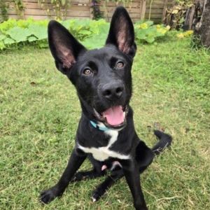 Meet Moses an energetic affectionate 34 lb 8-month-old German Shepherd  Black Lab mix whos rea