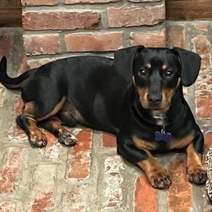Lump is a black and tan smooth haired dachshund mix puppy He and his mother were rescued from the H