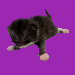 Naomi, an adoptable Domestic Short Hair in Tuscaloosa, AL, 35401 | Photo Image 1