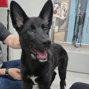 Sweet gentle Bo is good with other dogs and people He has a beautiful coat and such and handsome fa