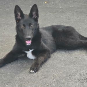 Sweet gentle Bo is good with other dogs and people He has a beautiful coat and such and handsome fa
