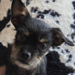 Freddie is playful but very sweet towards his littermates He is a quiet friendly little guy