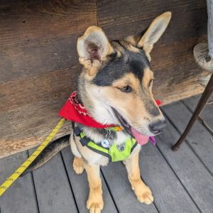 Like hundreds of other pups throughout the Southland Buddy was abandoned on a road and left to fend 
