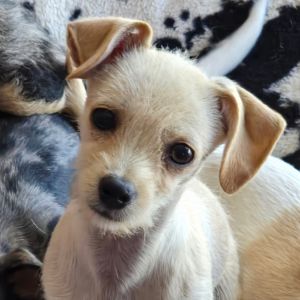 Sweet gentle Finn does well with other dogs and is so curious about the big new world