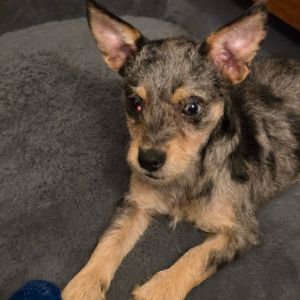 Frannie is the largest of her littermates and the most sweet and gentle This is a dog that you will