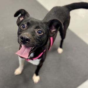 Meet Cody Cody is a small breed young adult male dog with a striking black and white coat Origina