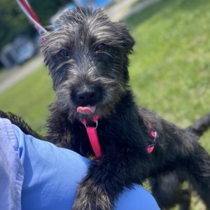 Meet Apollo Say hello to Apollo a young male pup with scruffy grey-black fur soulful eyes and a 