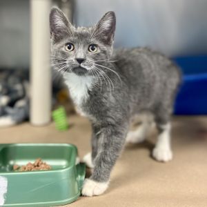 This little cutie is going to make a wonderful companion If this animal is located at our Manhattan
