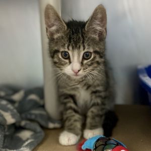 This little cutie is going to make a wonderful companion If this animal is located at our Manhattan