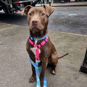 This special girl is Cinnamon and to say that shes a staff favorite is an understatement Cinnamon 