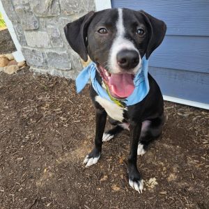If you need a dose of happiness in your life Beamer is ready to help This sweet and outgoing boy