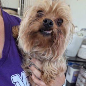 Bruce Wayne is an adorable sweet tiny 45 pound Yorkie He is playful and good with other dogs He 