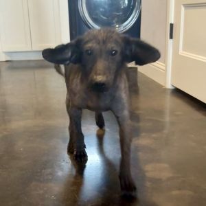 Kohler (KoKo), Adult Female Mixed Breed