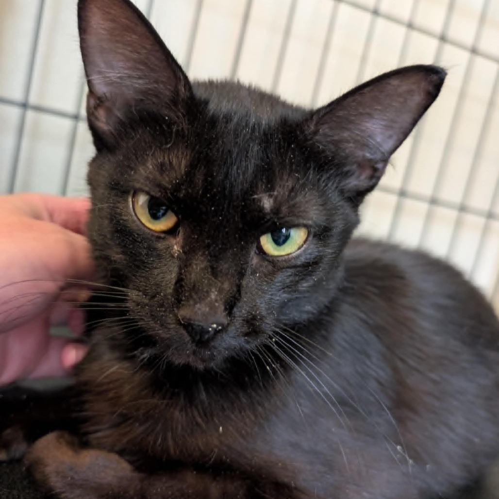 Chips, an adoptable Domestic Short Hair in Nampa, ID, 83686 | Photo Image 1