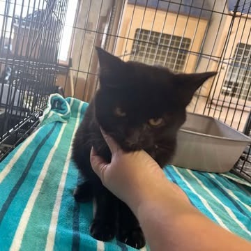 Chips, an adoptable Domestic Short Hair in Nampa, ID, 83686 | Photo Image 2