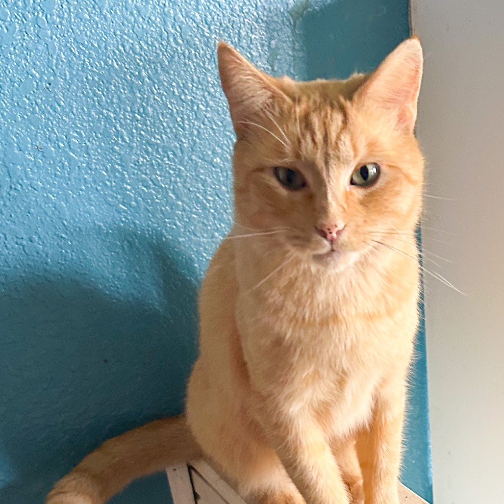Lt. Dan, an adoptable Domestic Short Hair in Nampa, ID, 83686 | Photo Image 1