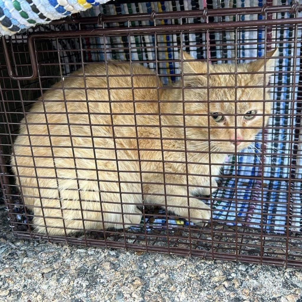 Lt. Dan, an adoptable Domestic Short Hair in Nampa, ID, 83686 | Photo Image 2