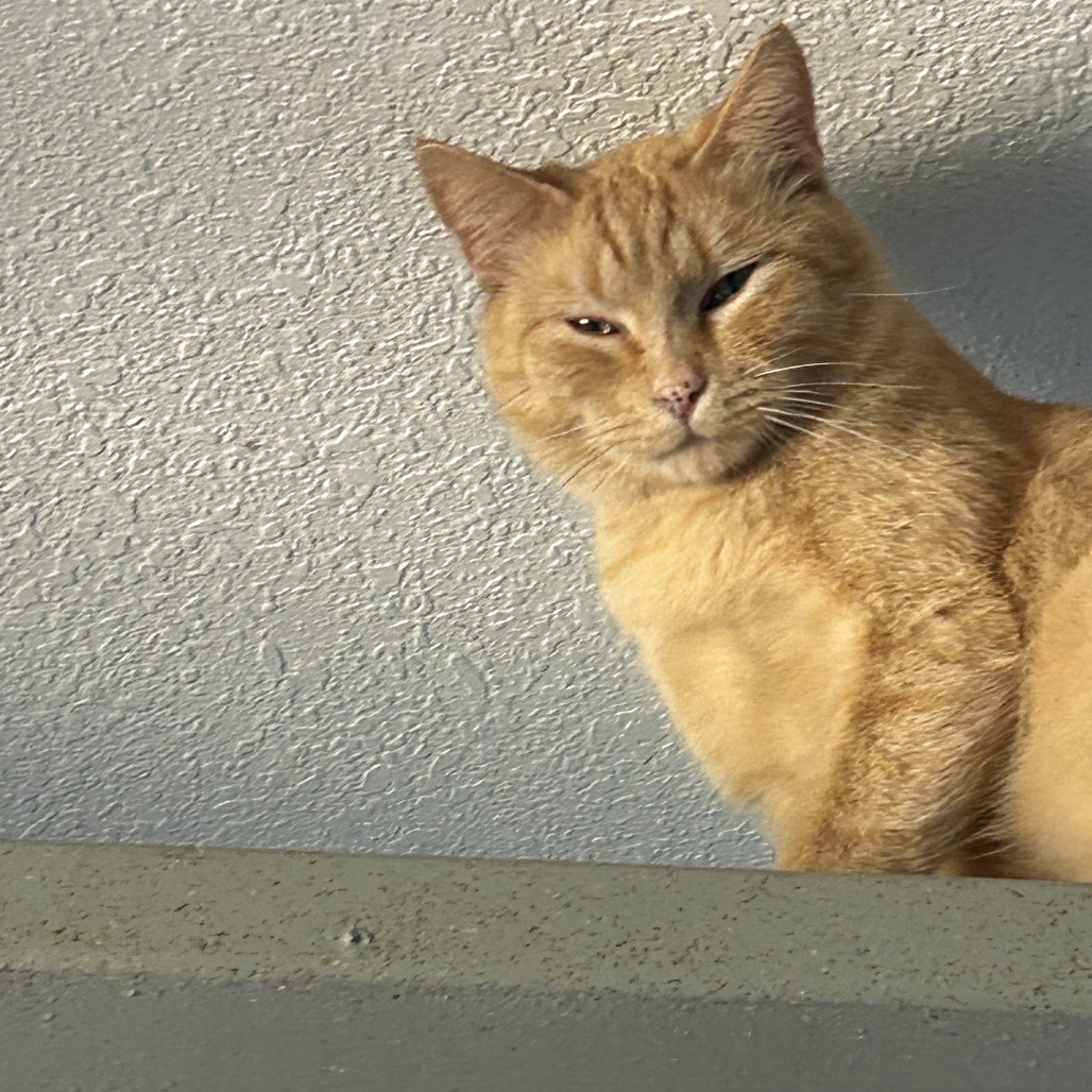 Lt. Dan, an adoptable Domestic Short Hair in Nampa, ID, 83686 | Photo Image 3