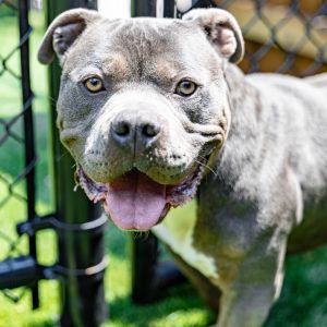 Atlantis, Adult Male Mixed Breed
