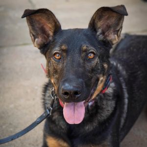 Rosie, Adult Female German Shepherd Dog