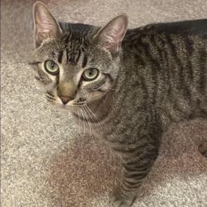 Booker, Young Male Domestic Short Hair
