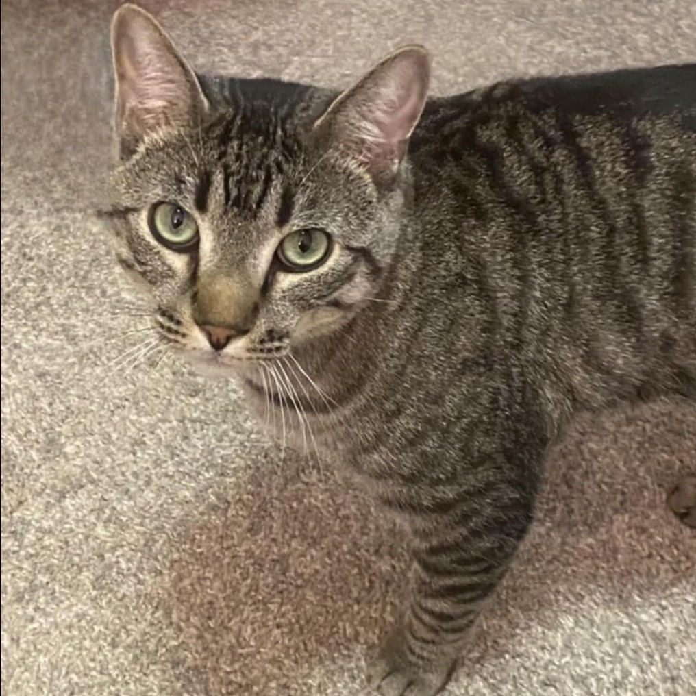 Booker, an adoptable Domestic Short Hair in Jacksonville, OR, 97530 | Photo Image 1
