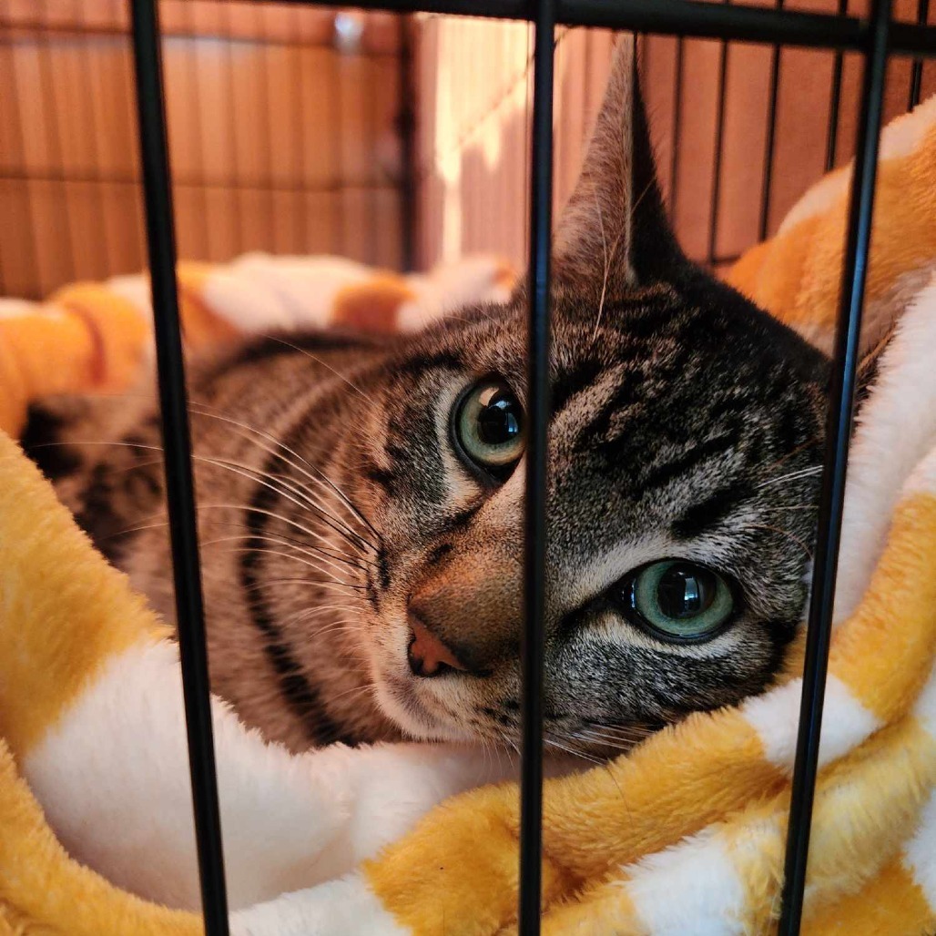 Booker, an adoptable Domestic Short Hair in Jacksonville, OR, 97530 | Photo Image 2