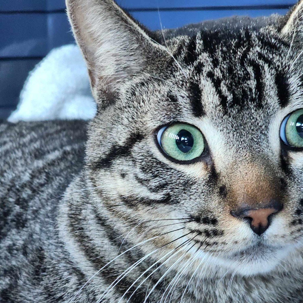 Booker, an adoptable Domestic Short Hair in Jacksonville, OR, 97530 | Photo Image 3