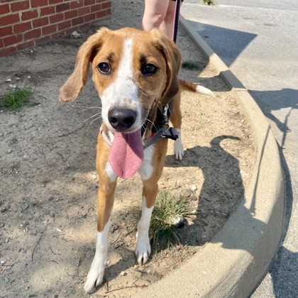 Mulligan, an adoptable Harrier, Mixed Breed in Richmond, VA, 23220 | Photo Image 1