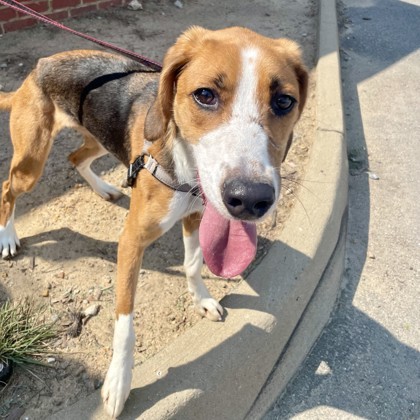 Mulligan, an adoptable Harrier, Mixed Breed in Richmond, VA, 23220 | Photo Image 2