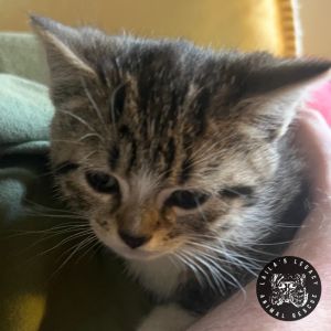 Charlotte (FKA Samira), Baby Female Domestic Medium Hair