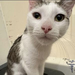 Stinky Stinkerson - Home to Home, Adult Male unknown