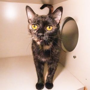 Foster Lilly, Adult Female unknown