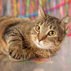 Titi, Adult Female Domestic Short Hair
