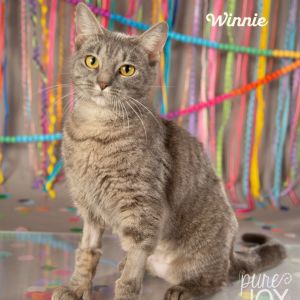 Winnie, Young Female Domestic Short Hair