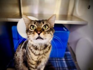 CHESTER, Adult Male Domestic Medium Hair