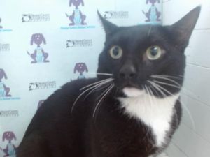 TONY, Young Male Domestic Short Hair
