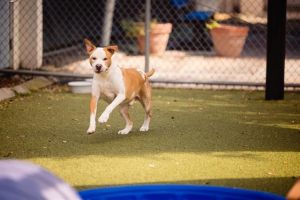 BOOGIE, Adult Male Pit Bull Terrier