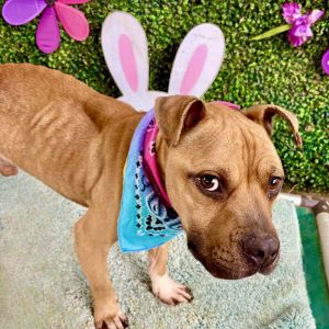 Protozoa, Adult Male Pit Bull Terrier