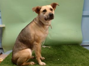 A5701097 German Shepherd Dog Dog