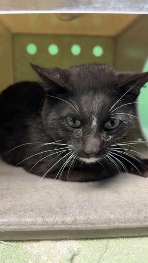 A5700600 Domestic Short Hair Cat