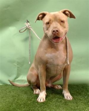 THEO Pit Bull Terrier Dog